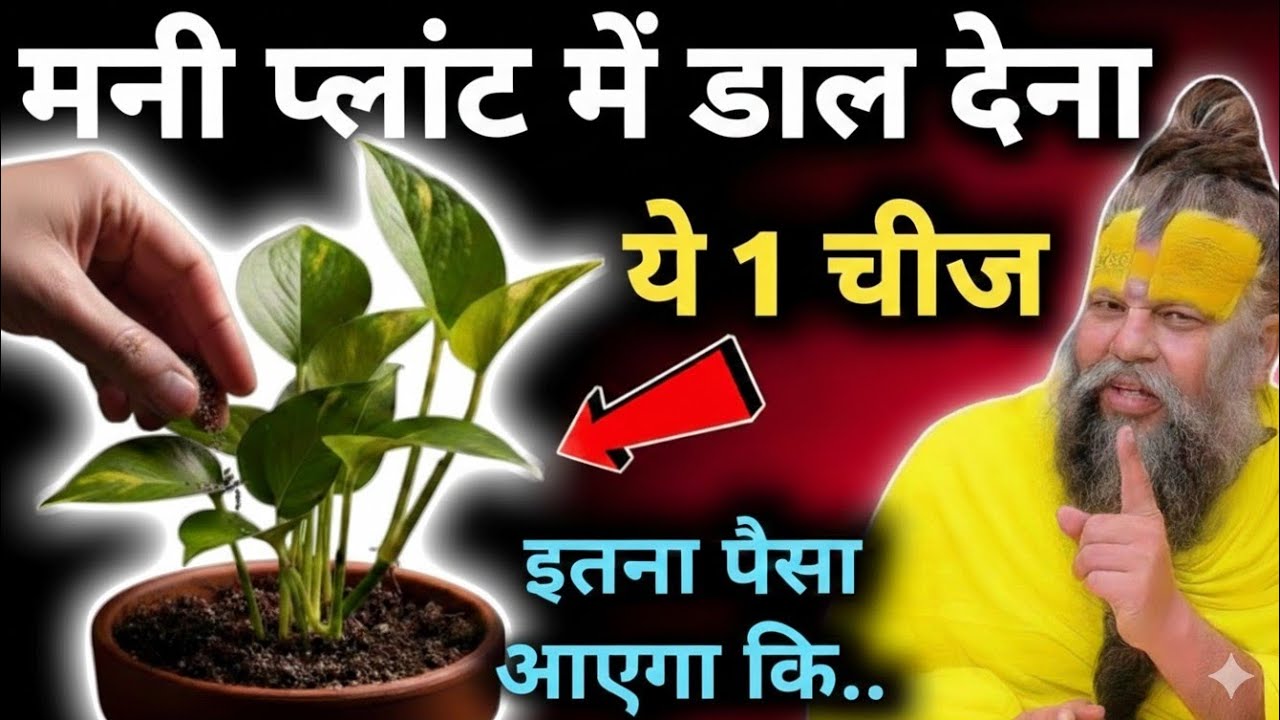 चुपचाप मनी प्लांट मे डाल देना ये 1 चीज घर मे लक्ष्मी दौड़ी चली आएगी Money plant premanand ji maharaj