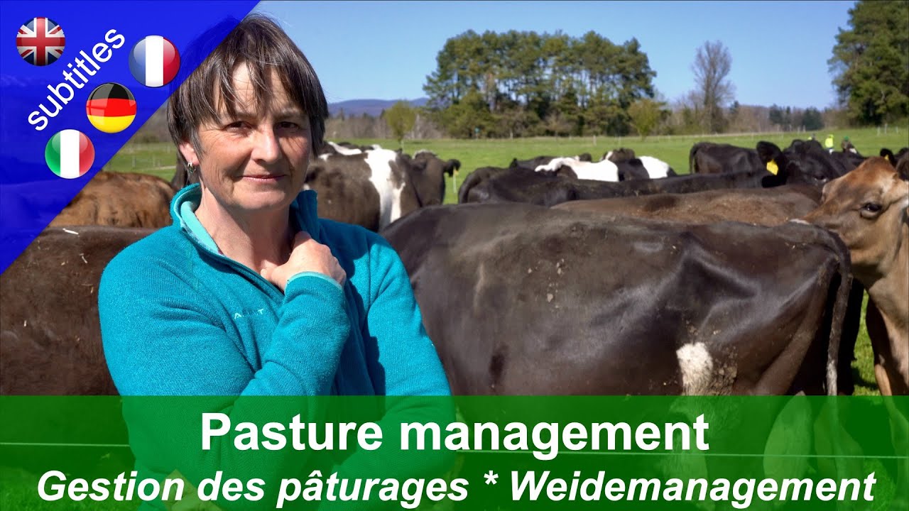 Pasture management - Intensive rotational grazing with the Pitt Käch family in Switzerland