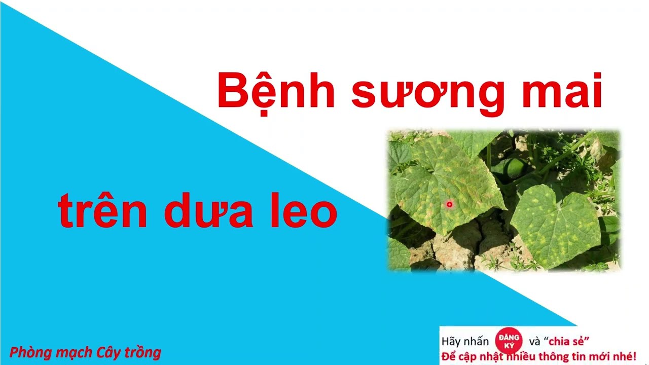 Phòng trị bệnh sương mai trên dưa leo | bệnh cây | phòng mạch cây trồng