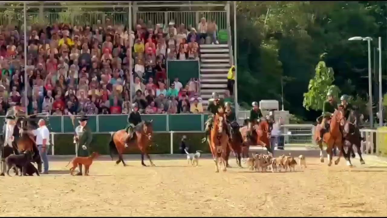Die Geiseltal-Beagle-Meute bei der Hengstparade in Moritzburg 2025