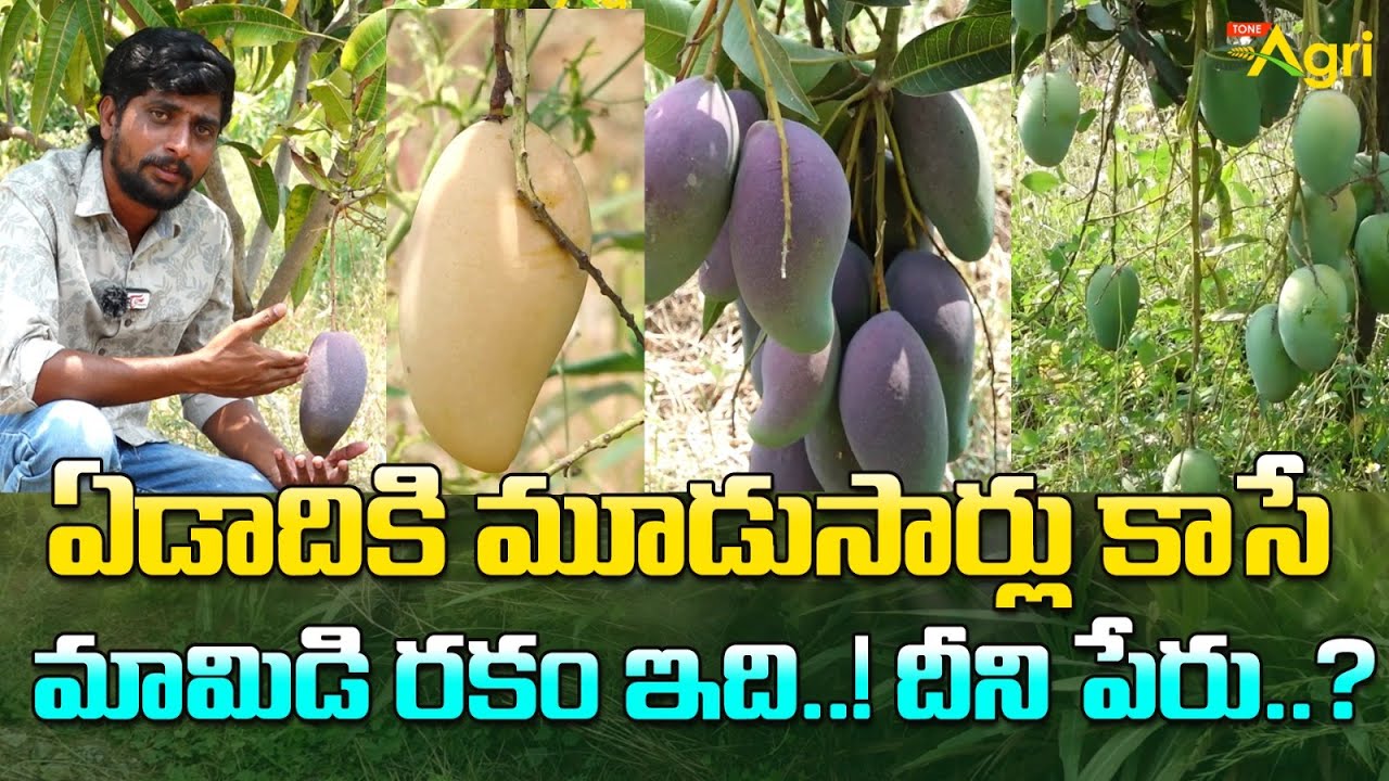 Exotic Mango Varieties Cultivation | ఏడాదికి మూడుసార్లు కాసే మామిడి రకం ఇది..! దీని పేరు? Tone Agri