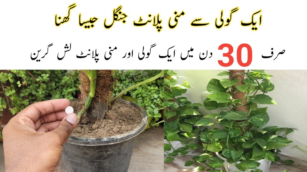 Best orgenic fertilizer for money plant || Money plant care and tips.