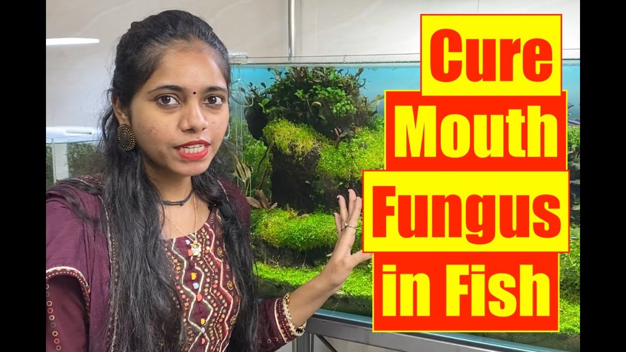 How to Cure Mouth Fungus in All Aquarium Fish | Mayur Dev Aquascaper | Learn with Pooja   HD 1080p