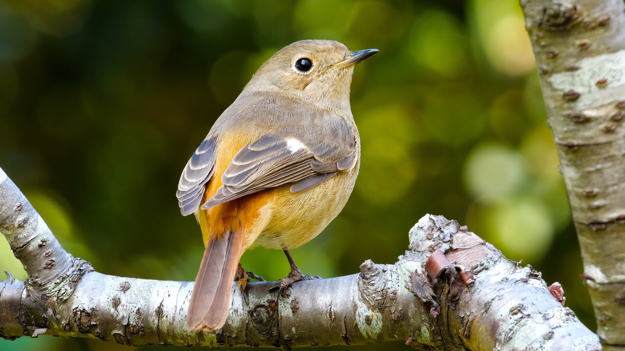 【城裡有樹  樹裡有鳥】4  台北市中正區  【Trees in City, Birds in Trees】 Zhongzheng , Taipei 타이베이 시티에 살고있는 나무와 새