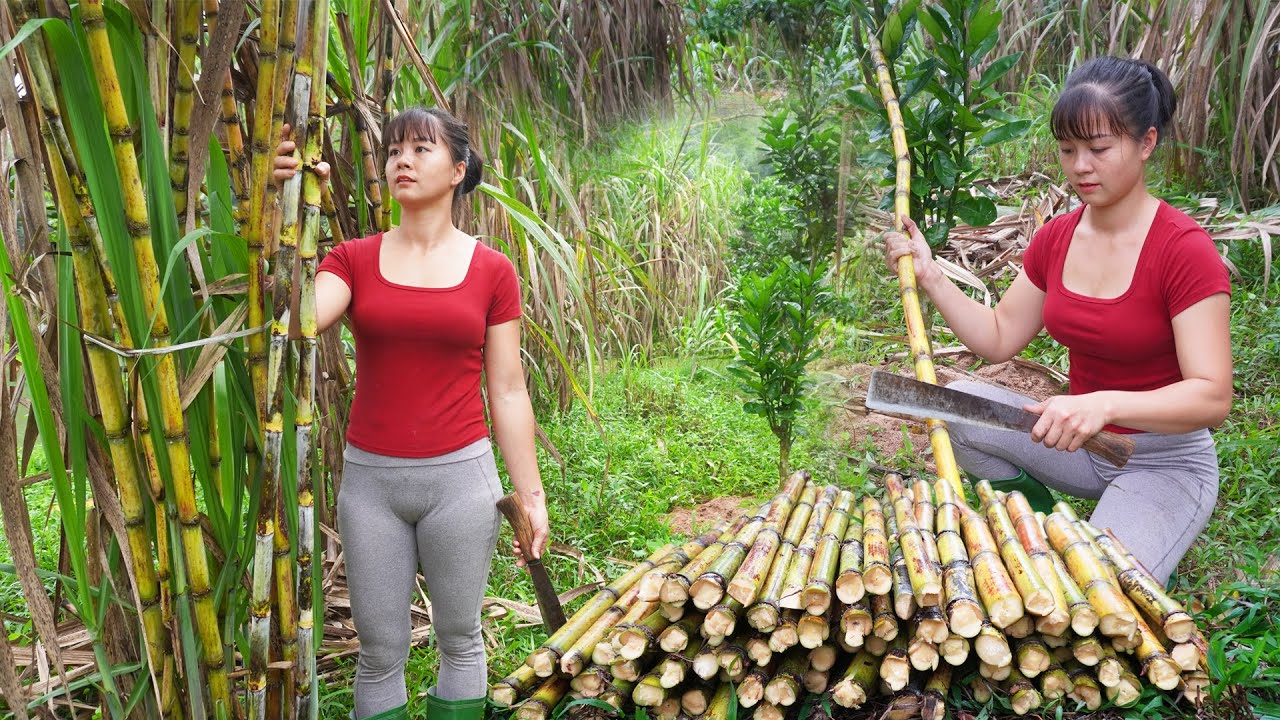 Harvesting Sugar Cane And Vegetables Go To Market Sell - Free Bushcraft | Phùng Thị Phương