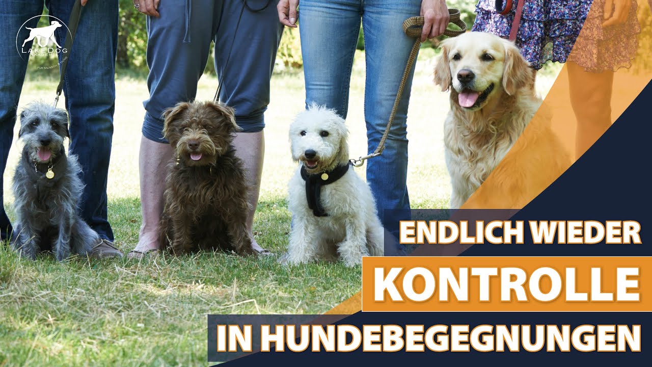 Kein Bock mehr auf eskalierende Hundebegegnungen? Dann schau dieses Video an!