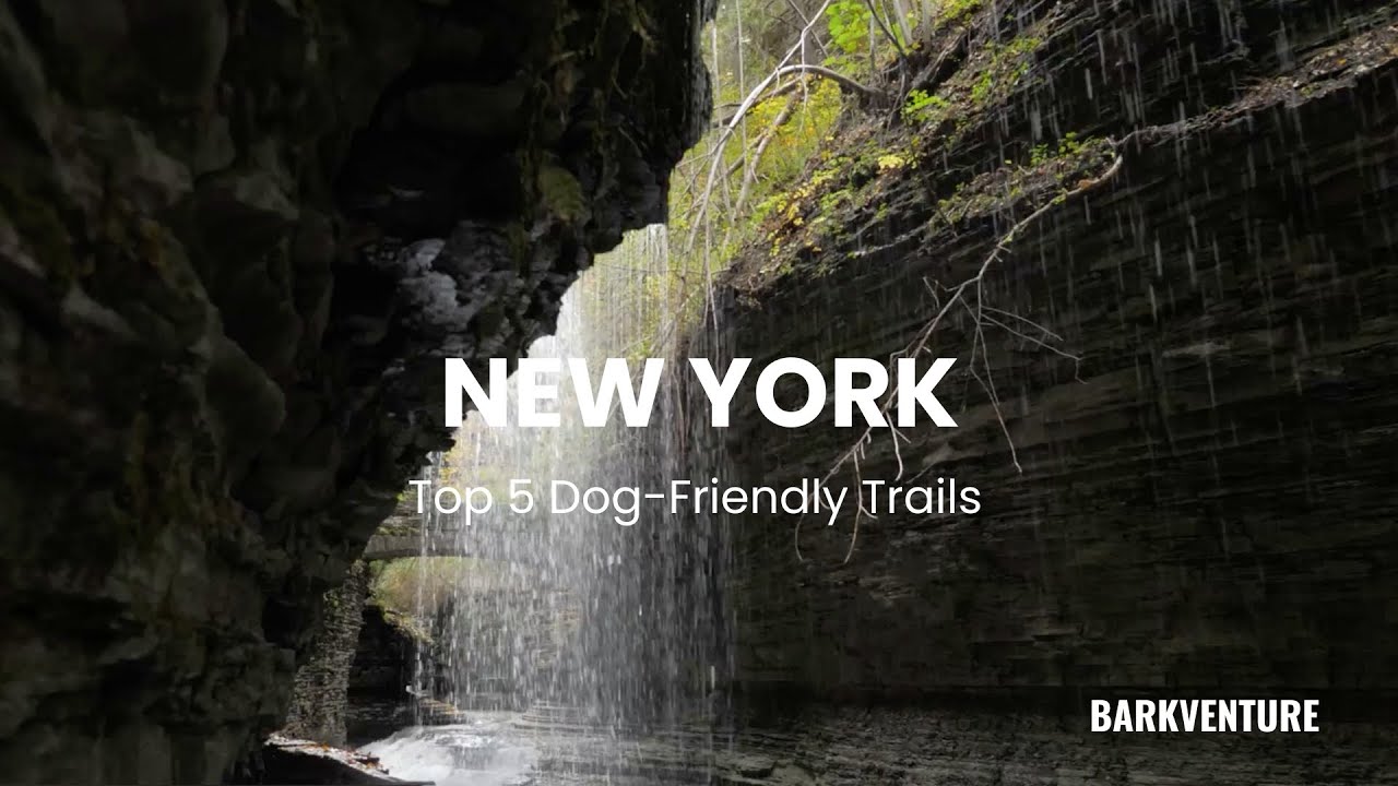 Top 5 Dog Friendly Trails in New York