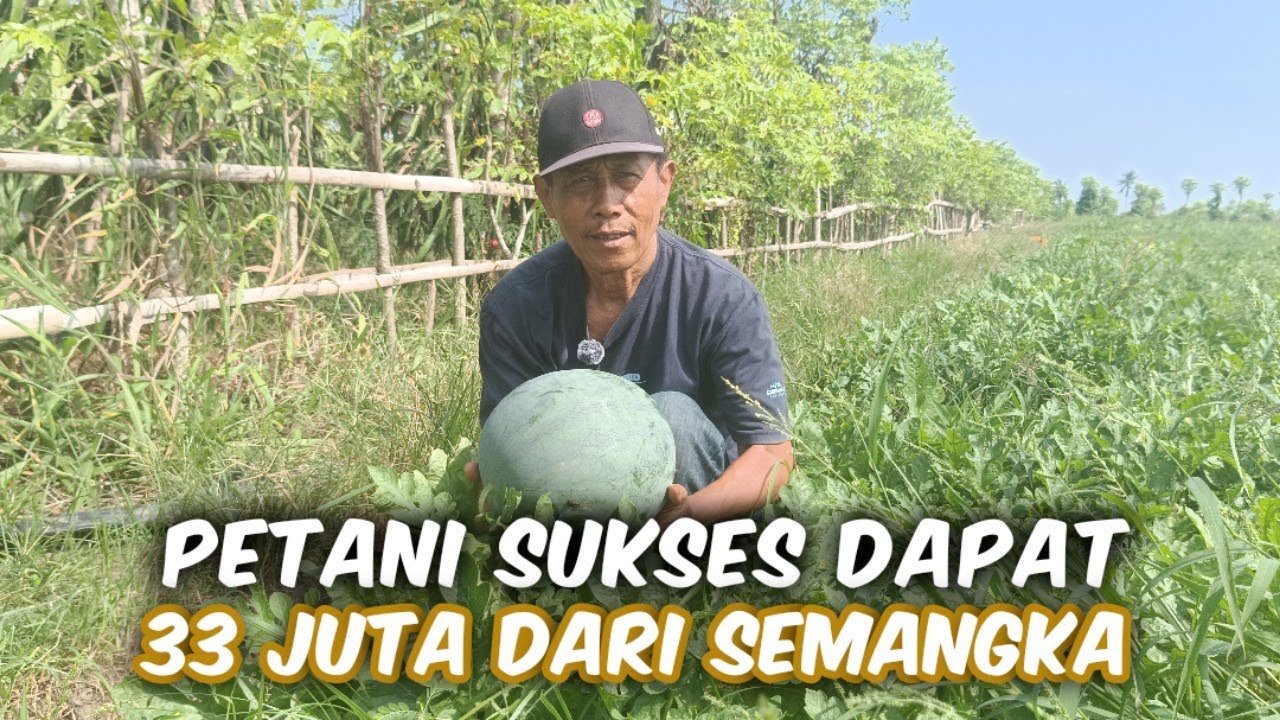 Petani Sukses Tanam Semangka Dengan Perhitungan Hari Jawa Agar Hasil Maksimal