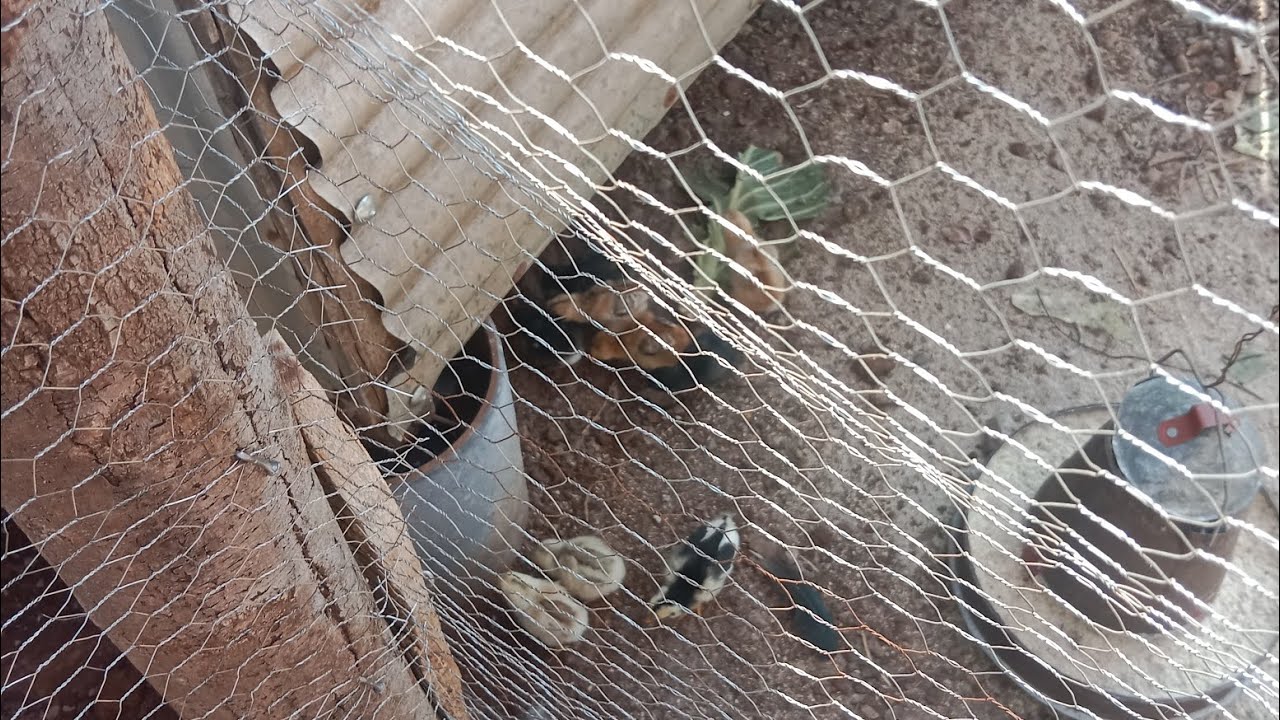 #POULTRY IN EAST AFRICA