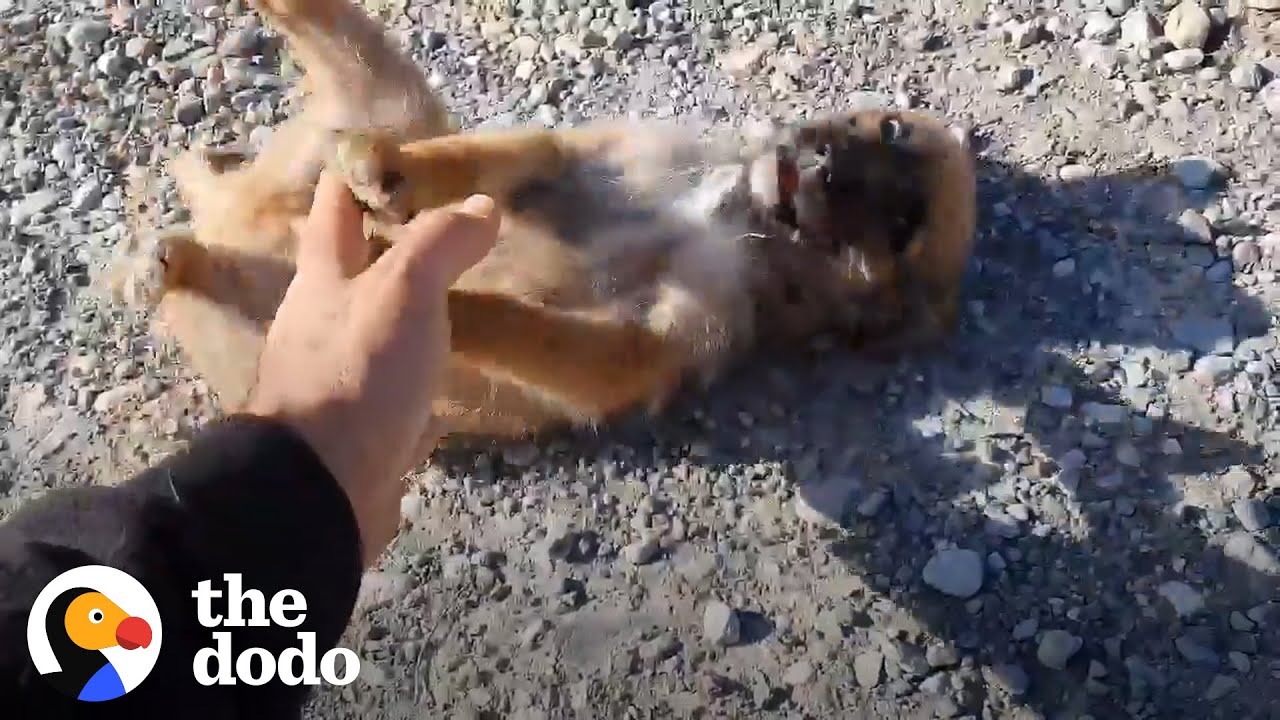 Puppy Abandoned In Middle Of Nowhere Gets Help From Stranger | The Dodo