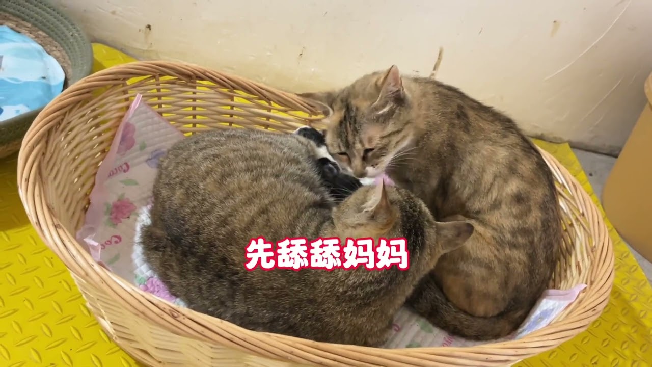 大咪的贤惠和善良已经超出了我的想象 多希望是我生的大咪啊 #狸花猫