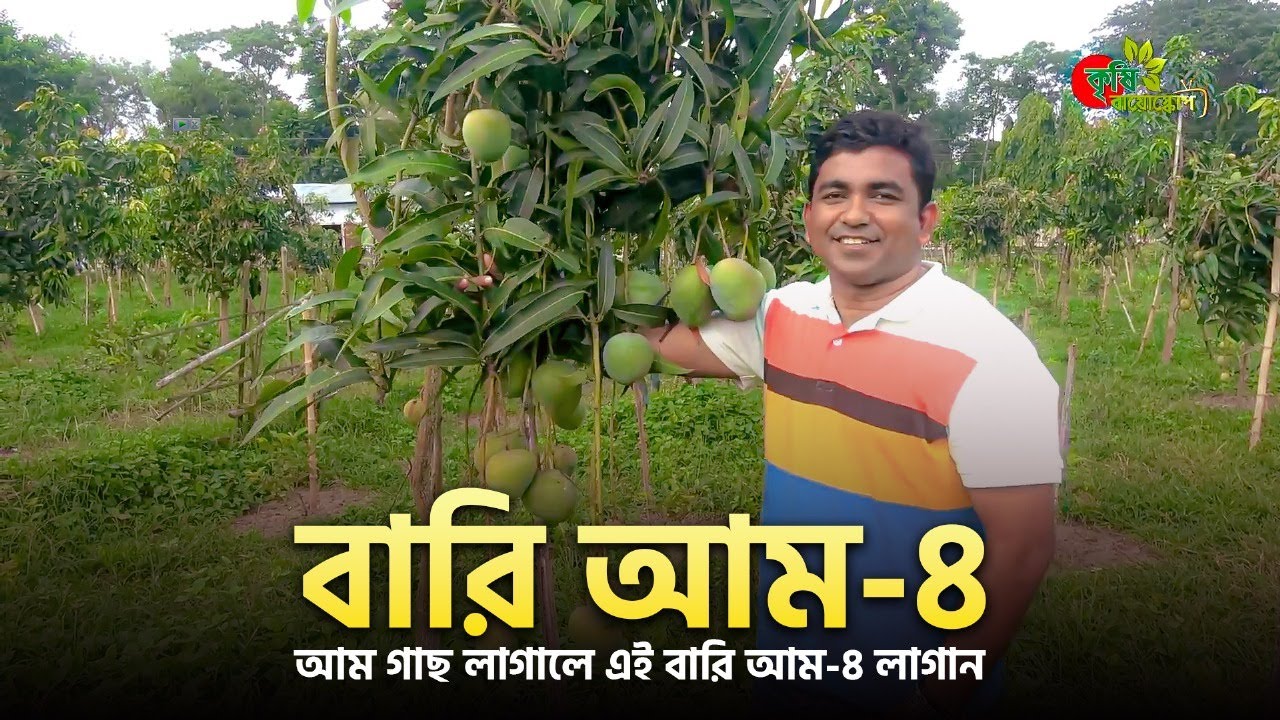 (ফ্লোরিডার এম ৩৮৯৬ X আশ্বিনা) = বারি আম-৪----আম গাছ লাগালে এই বারি আম-৪ লাগান