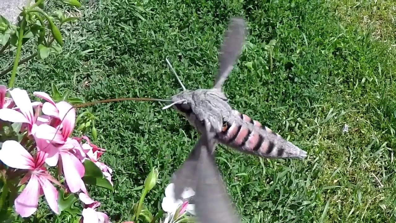 Sphinx Moth 
