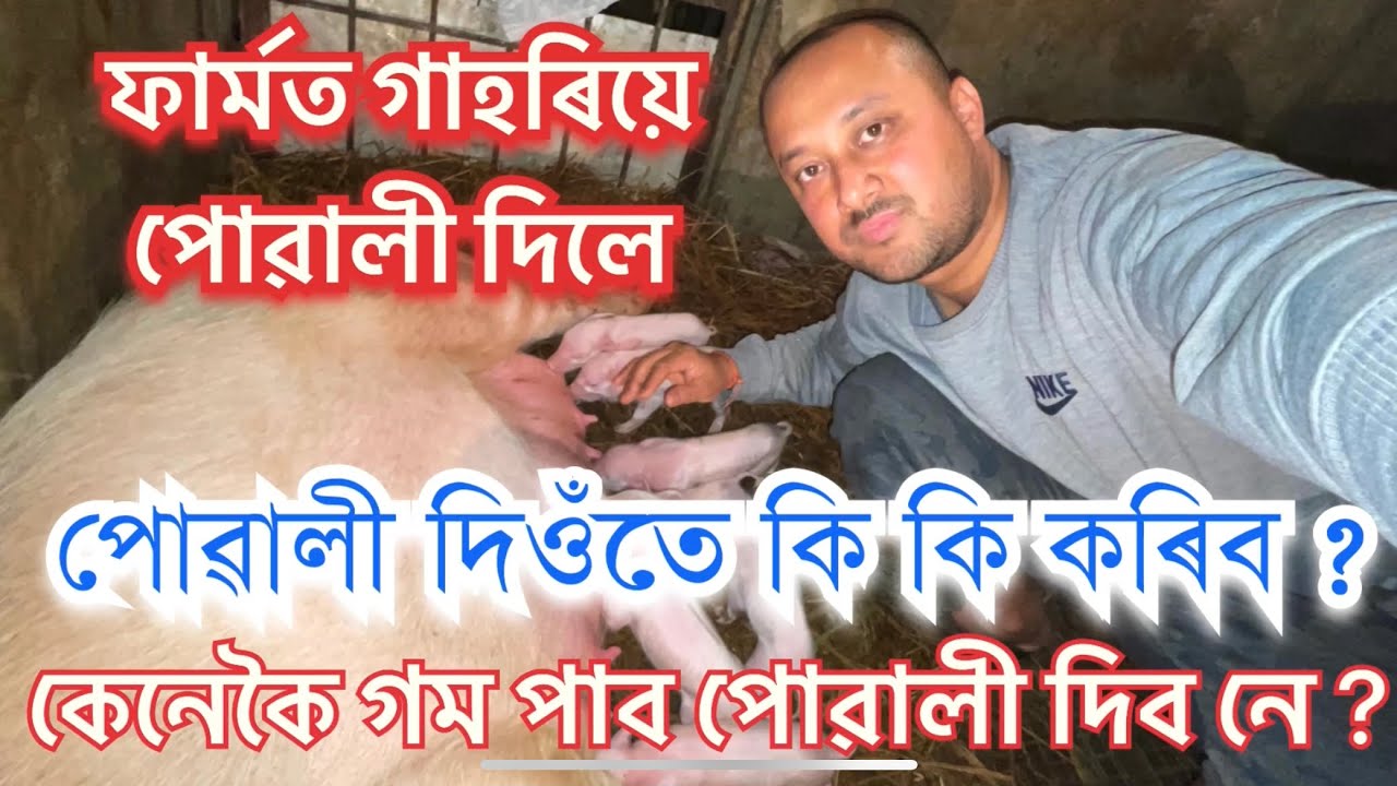 কেনেকৈ গম পাব গাহৰিয়ে পোৱালী দিব বুলি? মোৰ ফাৰ্মত প্ৰথম কেইটা পোৱালী দিলে? Pig Farm in Assam #pig