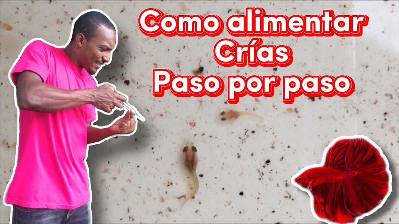 Como alimentar crías de peces bettas  paso por paso