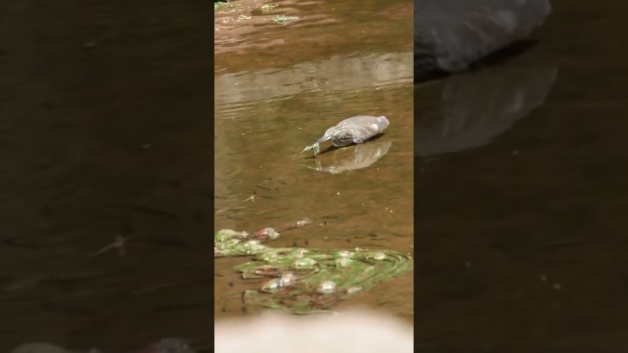 Watch a Bird Catch Fish!