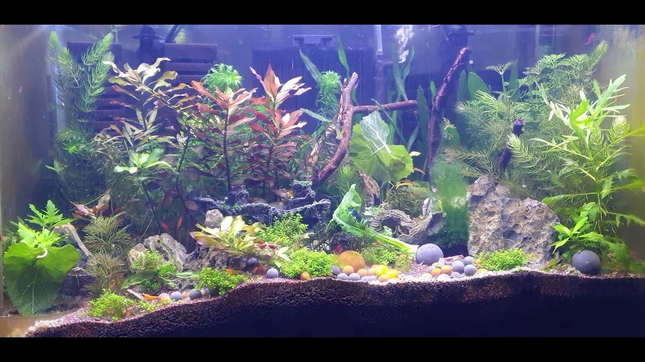 체리새우 수초어항 물멍 aqua escape