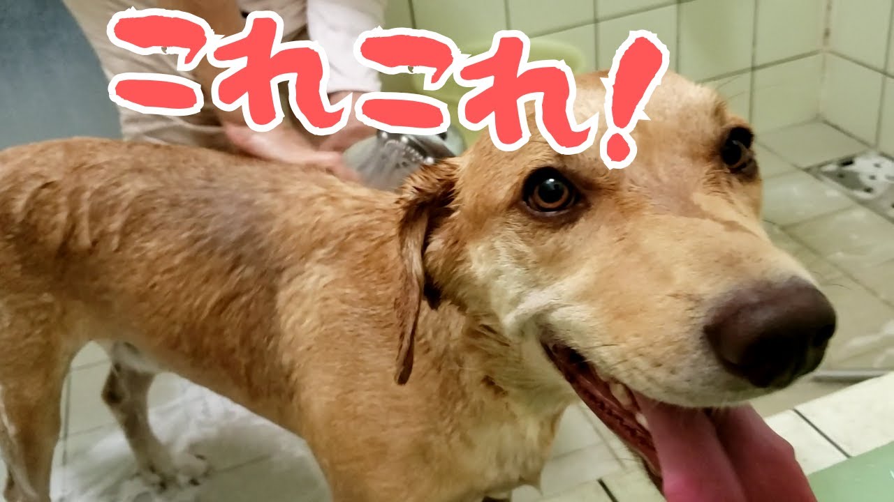 シャワーが意外と・・・