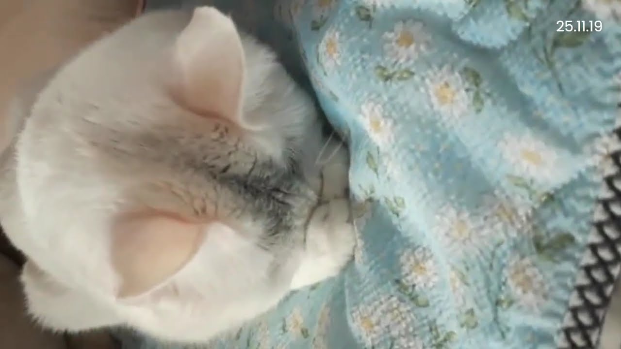 2025년 11월의 똥식이 모음-2 #덮머냥똥식이 #이똥식
