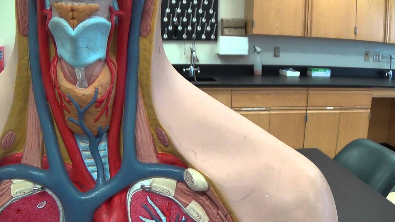 Torso model blood vessels