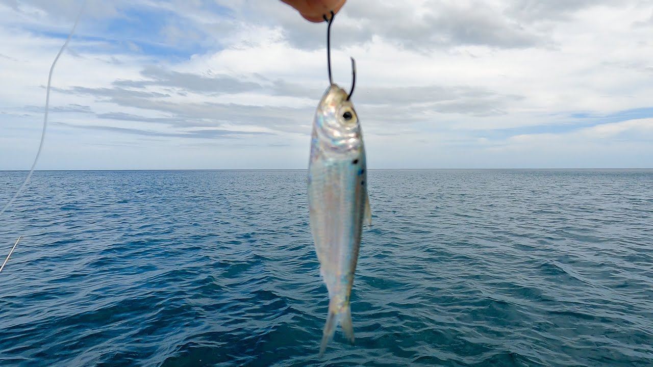 La PESCA con SARDINA VIVA es super EFECTIVA