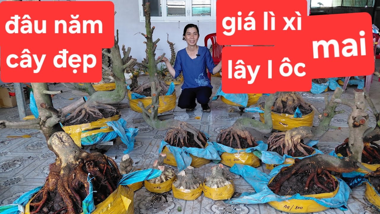 2/3. 0939046405 .giao luu phoi mai vàng cū đê đẹp giá rē