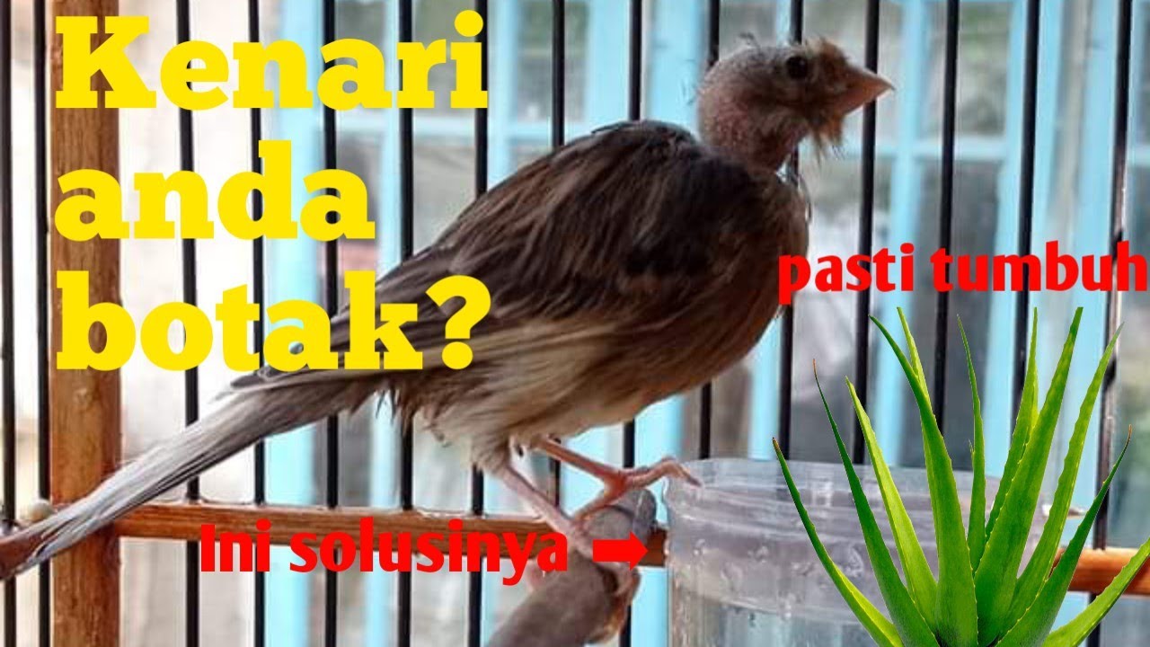 Cara menumbuhkan bulu burung kenari botak