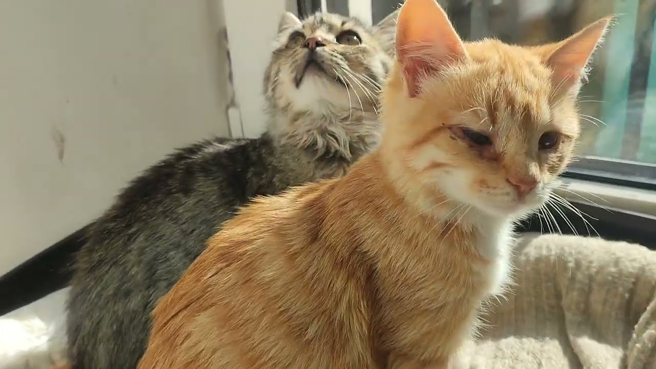 Котята облюбовали место у окна