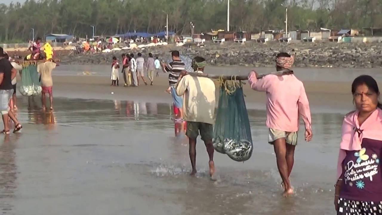 Awesome Sea Fishing  In The Bay Of Bengal At Digha, West Bengal, India - Part 2 Of 2