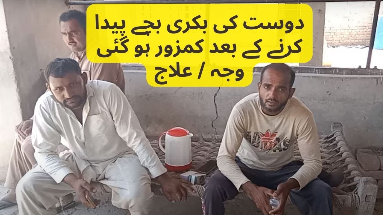 Bakri ki Delivery ke Baad ki Khurak | Goat Medicine After Delivery | Bakri Delivery k Baad Weakness
