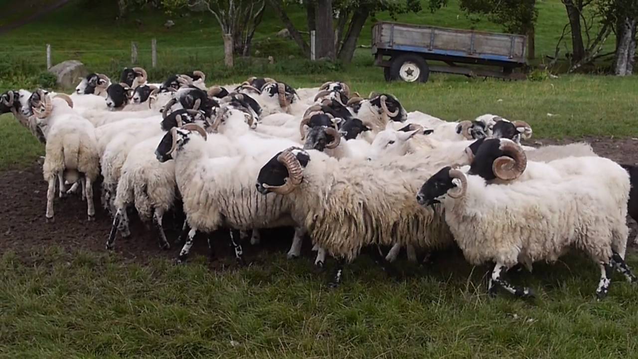 Neil and his amazing sheepdogs