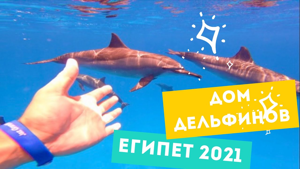ДЕЛЬФИНИЙ РИФ - МОЯ МЕЧТА СБЫЛАСЬ! Плаваю с дельфинами в Марса Алам. ЕГИПЕТ