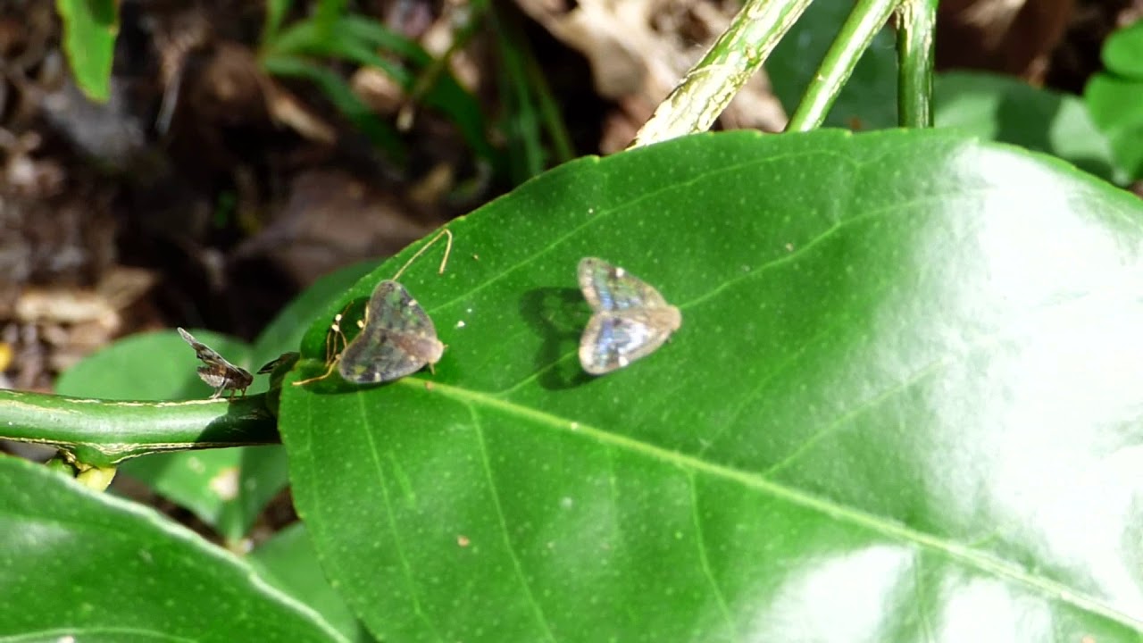 Garden pest - the vine hopper