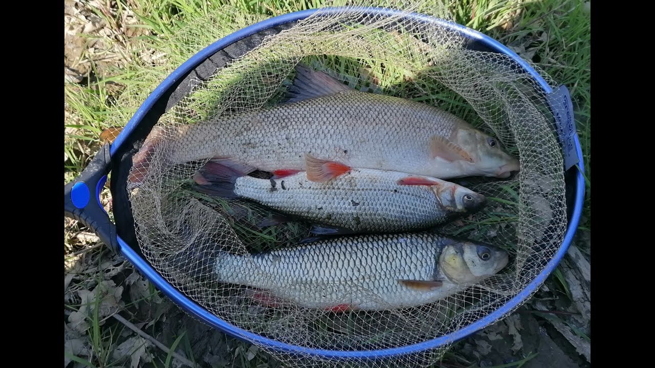 Fiderom na mrenu,skobalja i klena