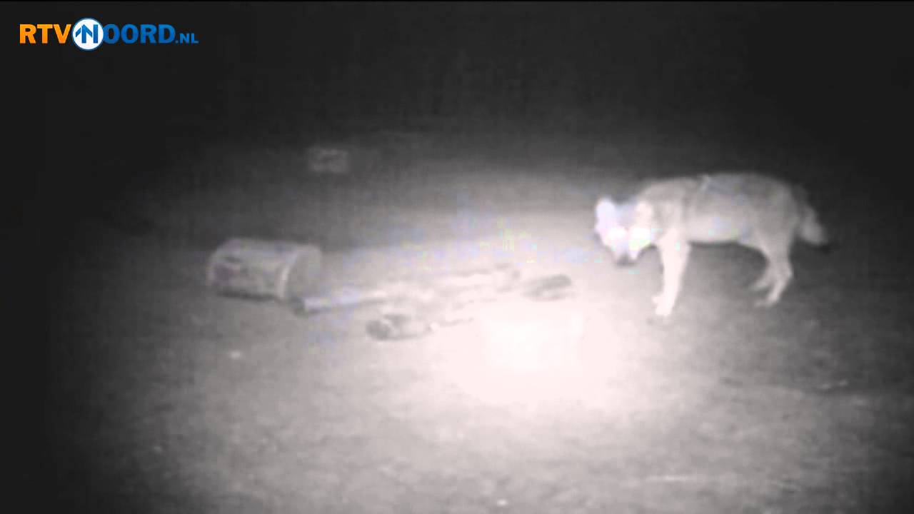 Videobeelden Wolf in Meppen - RTV Noord