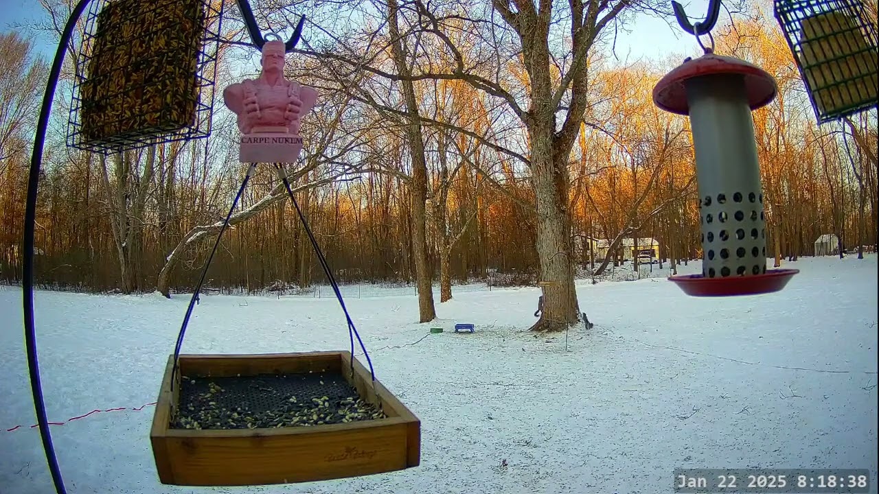 *On This Day 1 Year Ago* Winter Bird, Deer & Critter Cam
