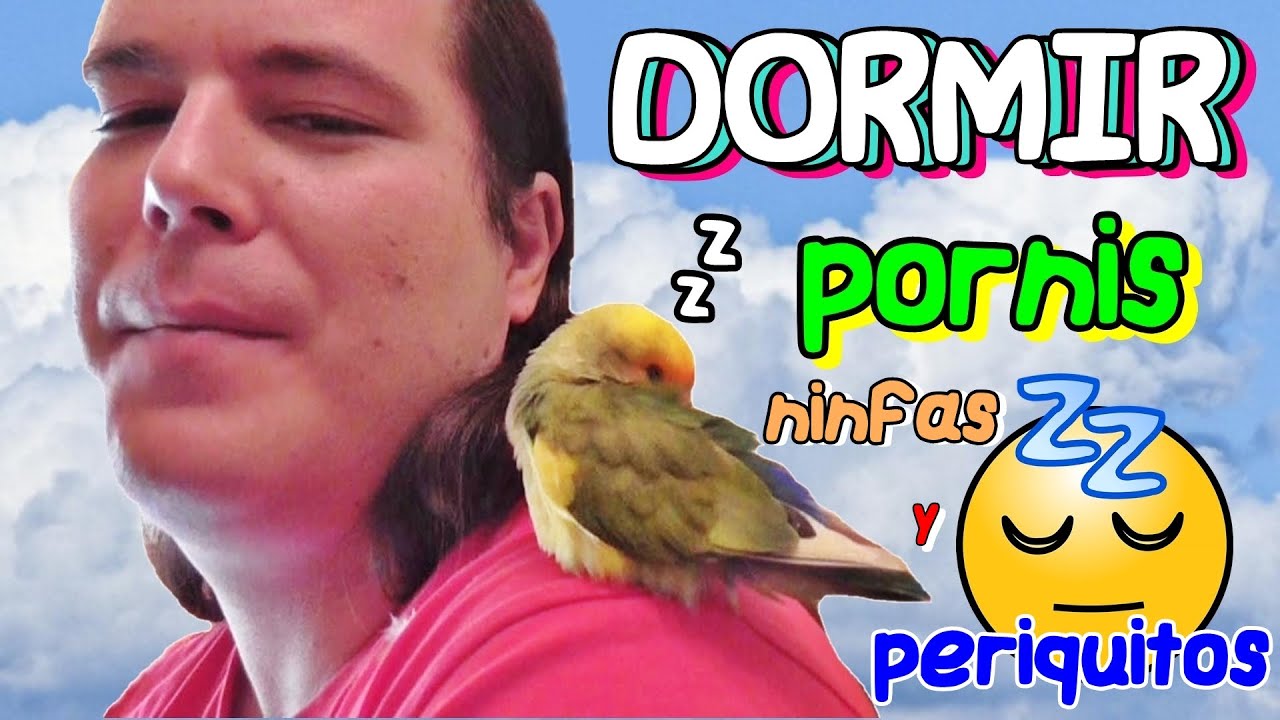 Como se DUERMEN los agapornis, ninfas y periquitos (ÚNICO video en YOUTUBE)