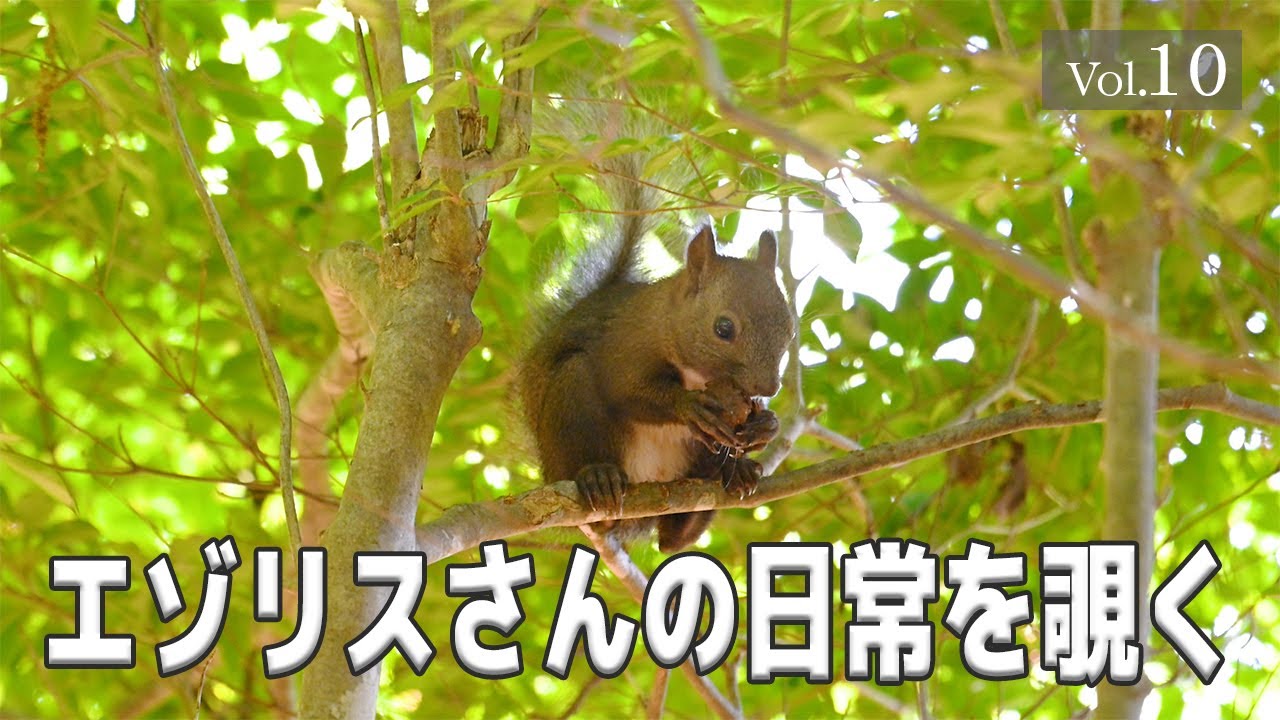 【エゾリスさんの日常を覗く】 Vol.10　#エゾリス #北海道 #野生動物 #癒し