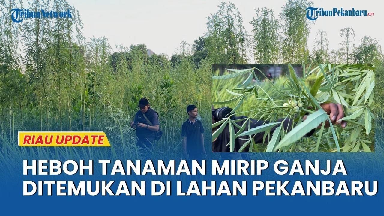 BIKIN HEBOH! Lahan di Pekanbaru Riau Ditanami Tanaman Mirip Ganja