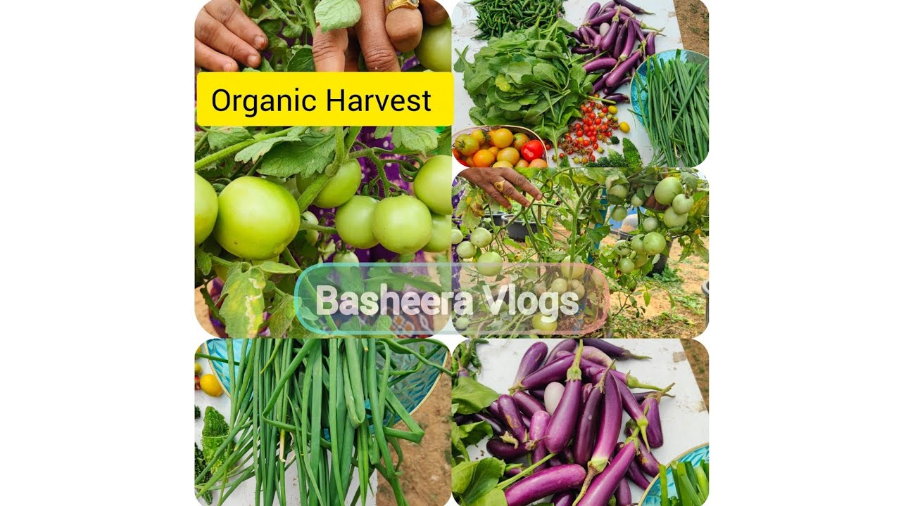Organic Harvest in telugu | #organicfarming #gardening #explore #trending #vegetables #kids #garden