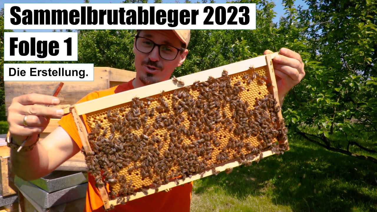 Sammelbrutableger 2023 - Folge1- Die Erstellung