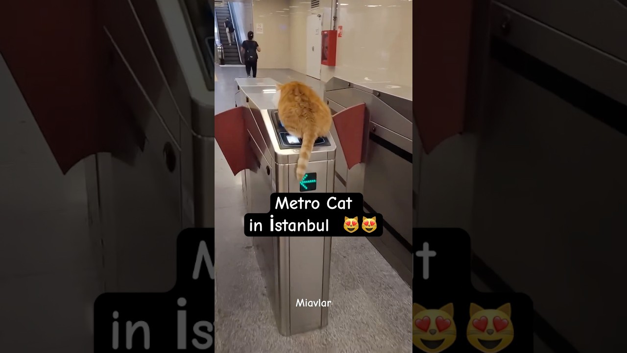 Metro Cat in İstanbul / Turkey is a paradise for cats. #turkishcat #straycatsturkey #cat