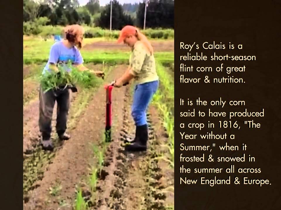 Roy's Calais Flint Corn