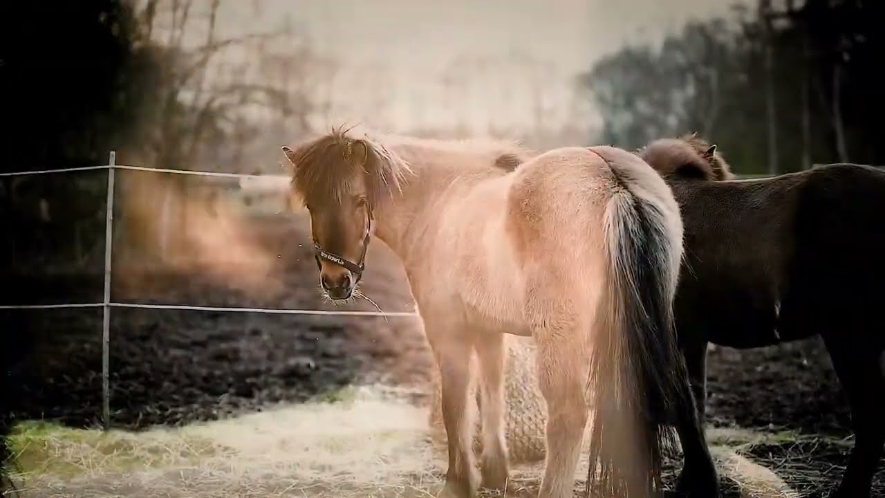 Isl&auml;nder-In deinen Augen k&ouml;nnen wir unsere Seele finden!#icelandhorse #t&ouml;lt#gangpferd#isl&auml;nder#falbe