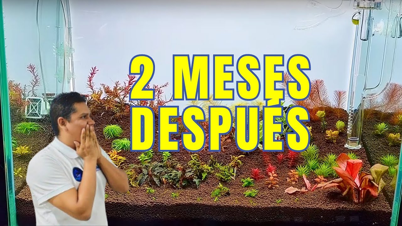 ACUARIO PLANTADO UPDATE 2 | Dutch Style
