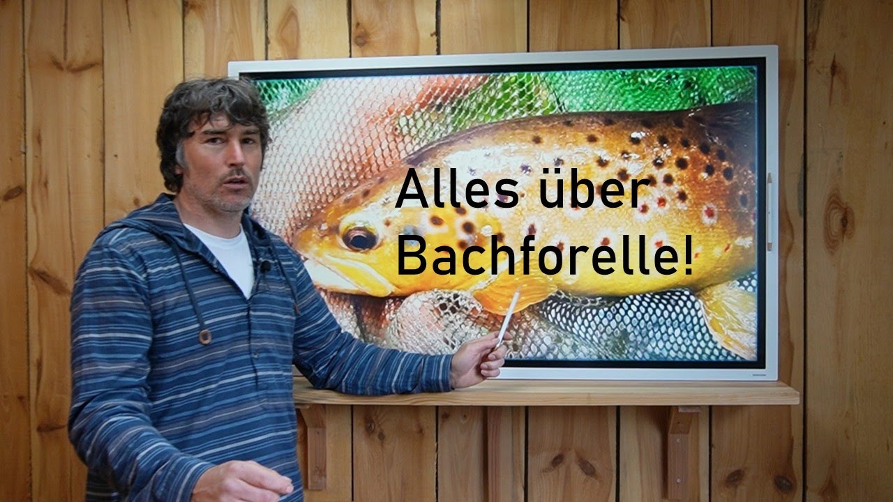 Fisch des Monats, das MÜSST ihr über die BACHFORELLE wissen!