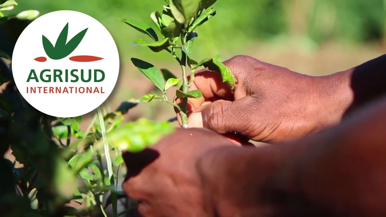 Agrisud International : Pr&eacute;sentation