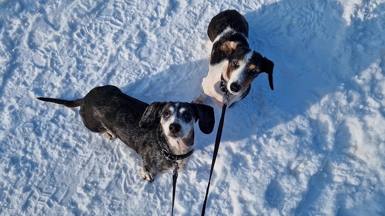 Snow with Miniature Dachshunds