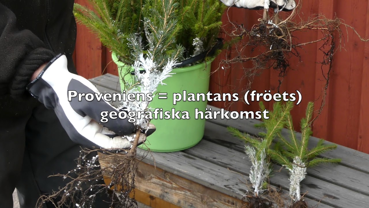 Skogsplantor och planthantering