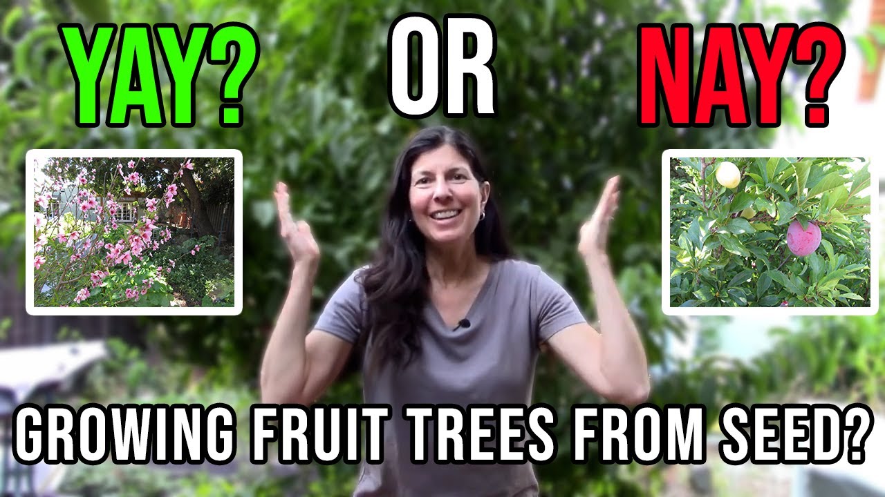 Growing Fruit Trees From Seed - Yay or Nay?